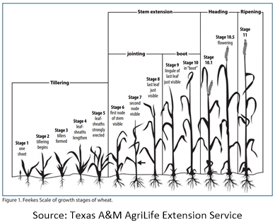 Amber Waves of Grain - J.D. Wininger, Christian Author