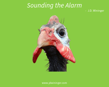 Guinea Fowl Sound the Alarm 